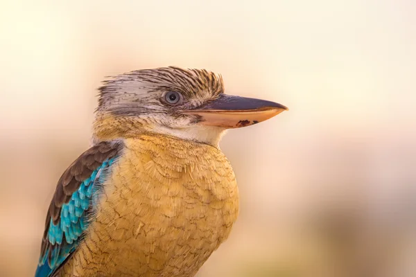 Kookaburra de asas azuis — Fotografia de Stock