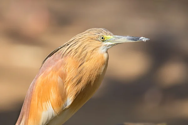 Retrato de garça squacco — Fotografia de Stock