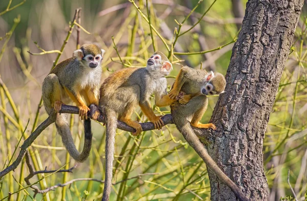 Common squirrel monkeys on a tree branch