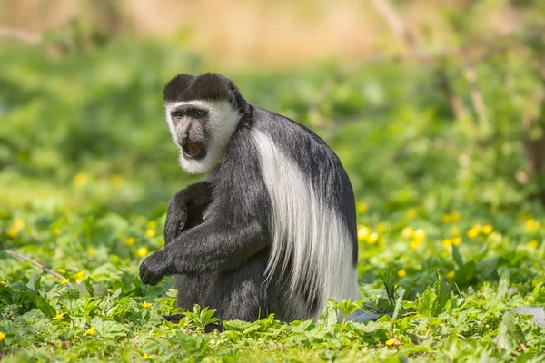 Guereza manto también conocido como el mono colobo blanco y negro —  Fotos de Stock