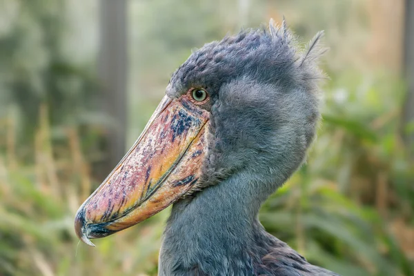 Portrait of shoebill — Stock Photo, Image