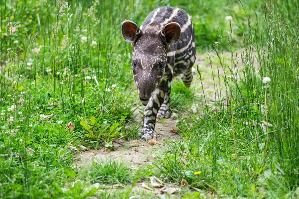 Baby of the endangered South American tapir — Stock Image Baby of the endangered South American tapir Stock Image