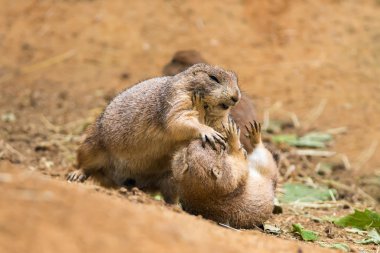 Adult prairie dogs fighting clipart