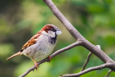 House sparrow holding a piece of fluff in its beak