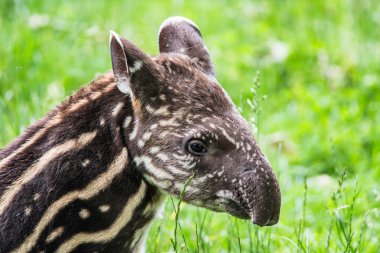 Baby of the endangered South American tapir clipart