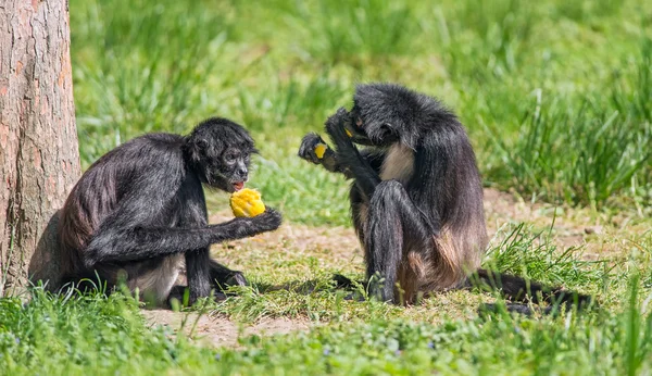 Spider monkeys enjoying a meal — Stock Photo, Image