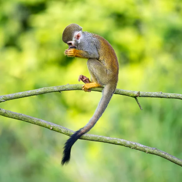 Portret van gemeenschappelijke doodshoofdaapjes — Stockfoto