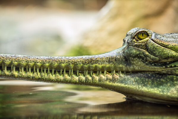 Gharial, also knows as the gavial Royalty Free Stock Images