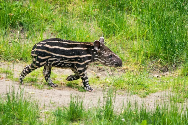 Baby of the endangered South American tapir — Stock Image Baby of the endangered South American tapir Royalty Free Stock Photos