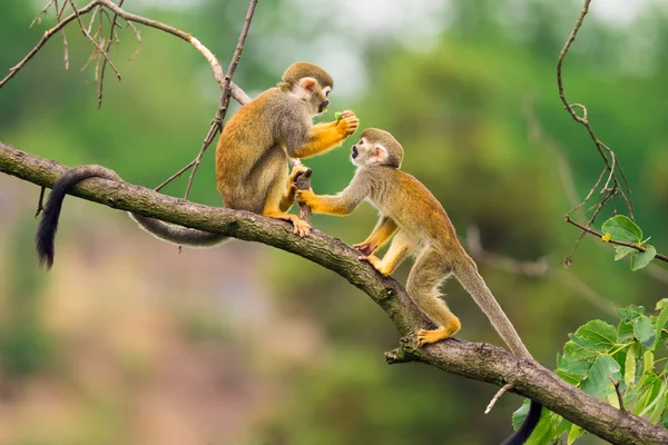 Macacos-esquilo comuns jogando em um galho de árvore Fotografia De Stock