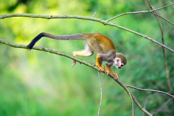 Macaco-esquilo comum andando em um galho de árvore — Fotografia de Stock