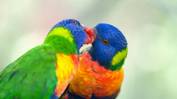 Deux loriquets arc-en-ciel échangeant de la nourriture — Photo