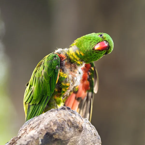 うろこ状ブレスト ゴシキセイガイインコの肖像画 — ストック写真