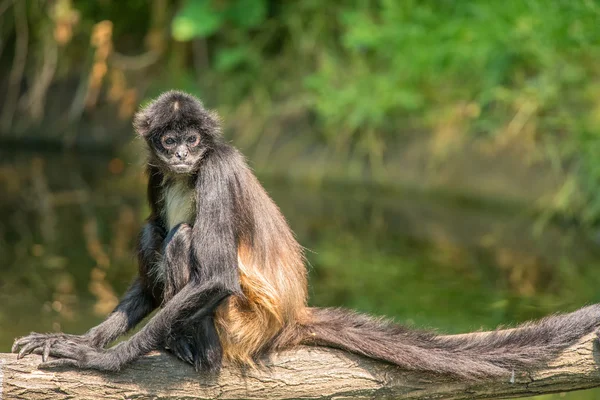 Portret van ingekorven spinaap — Stockfoto