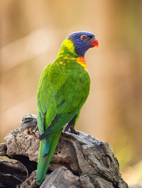 Portret van regenboog vogels — Stockfoto