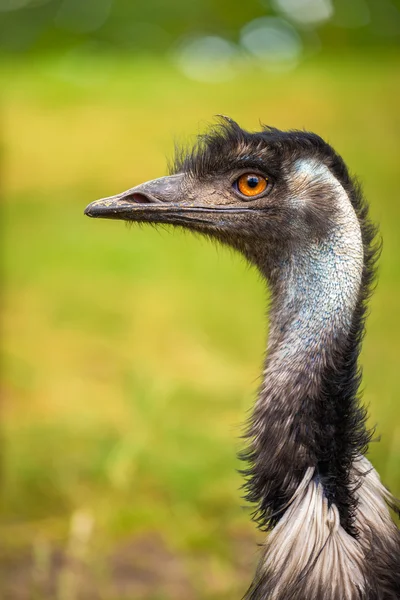 Profiel portret van de Australische Emu — Stockfoto