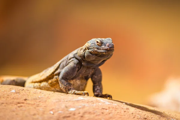 Portrait of eastern collared lizard — Stock Photo, Image