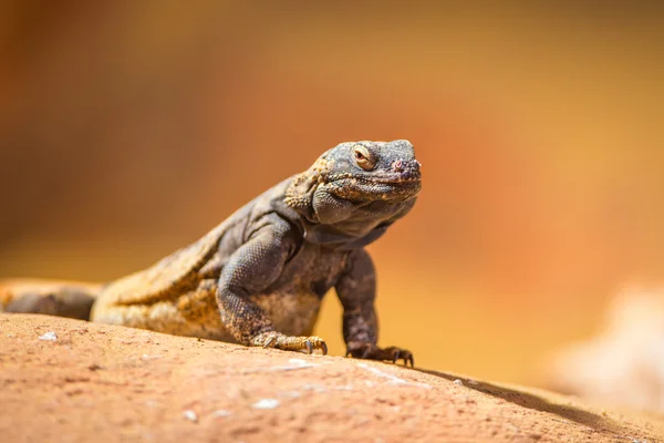 Portrait de lézard à collier oriental — Photo