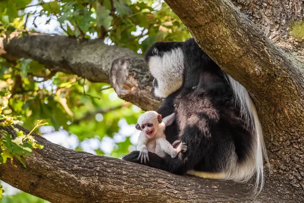 Mantled guereza and its baby — Stock Photo, Image