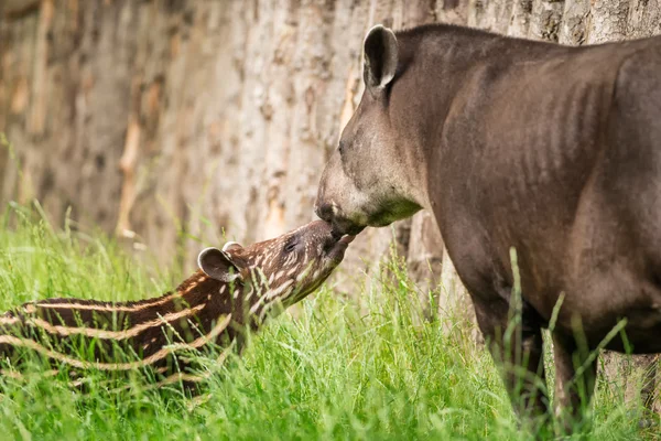 Barnet av den utrotningshotade sydamerikanska tapir med sin mor — Stockfoto