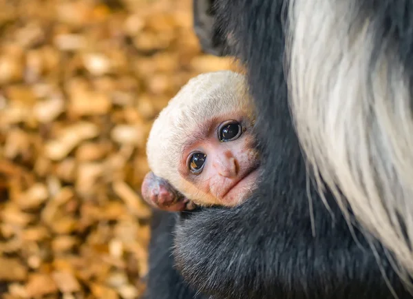 Baby van de Mantled franjeaap — Stockfoto