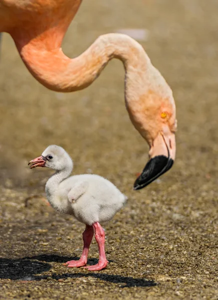 Pássaro bebé do flamingo americano — Fotografia de Stock