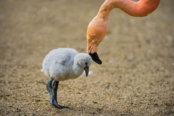 Bébé oiseau du flamant rose américain avec sa mère . — Photo