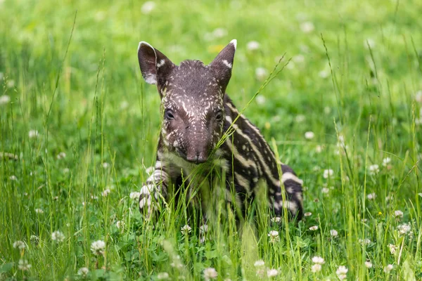 Baby of the endangered South American tapir — Stock Photo, Image