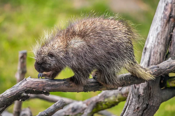 North American porcupine on a branch — Stock Photo, Image