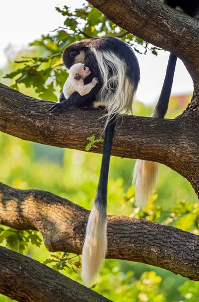 Mantled guereza hugging its baby — Stock Photo, Image