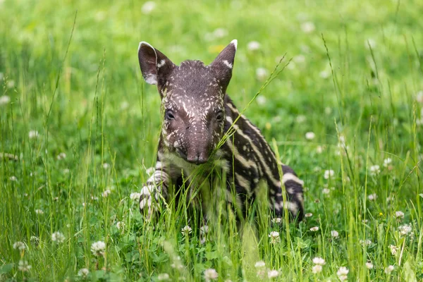 Baby of the endangered South American tapir — Stock Image Baby of the endangered South American tapir Stock Image
