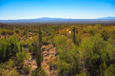 Arizona 'nın Sonoran Çölü' ndeki saguaro kaktüsü ve bitki örtüsüyle geniş bir çöl manzarası..