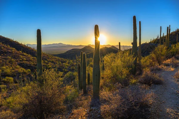Güneş, Tucson, Arizona yakınlarındaki Saguaro Ulusal Parkı 'nda King Canyon Trailhead boyunca saguaro kaktüsünün arkasında batıyor.
