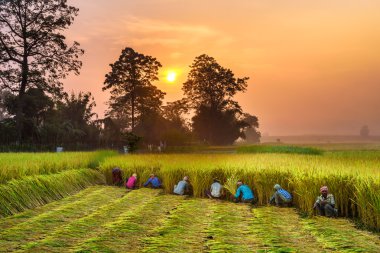 Nepalese people working in a rice field at sunrise