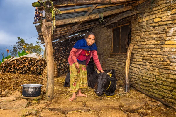Elderly nepalese woman taking care of her cow in Nepal — Zdjęcie stockowe