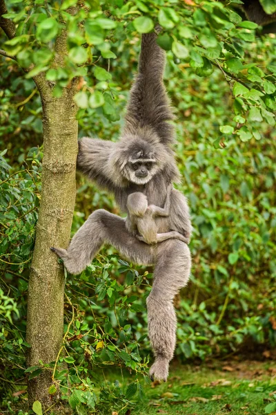 Silvery gibbon (Hylobates moloch) with a newborn — Stock fotografie