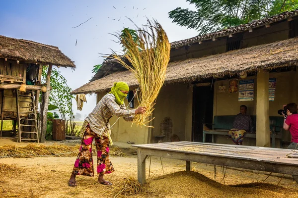 Nepalese woman threshing grain manually 