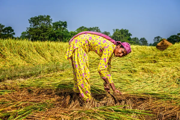 Mulher nepalesa trabalhando em um campo de arroz ao nascer do sol — Fotografia de Stock