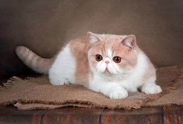 Krásná Exotická Kočka Krátkosrstá Leží Hnědém Pozadí Ateliéru Barva Smetany — Stock fotografie
