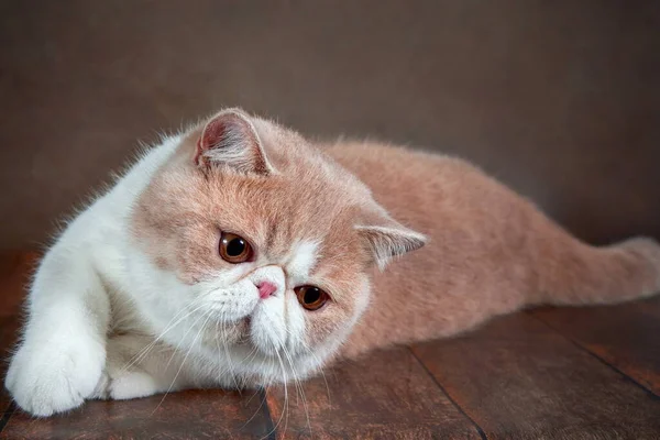 Beautiful Exotic Shorthair Cat Lies Brown Background Studio Color Cream — Stock Photo, Image