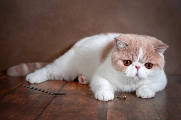 Beautiful Exotic Shorthair Cat Lies Brown Background Studio Color Cream — Stock Photo, Image