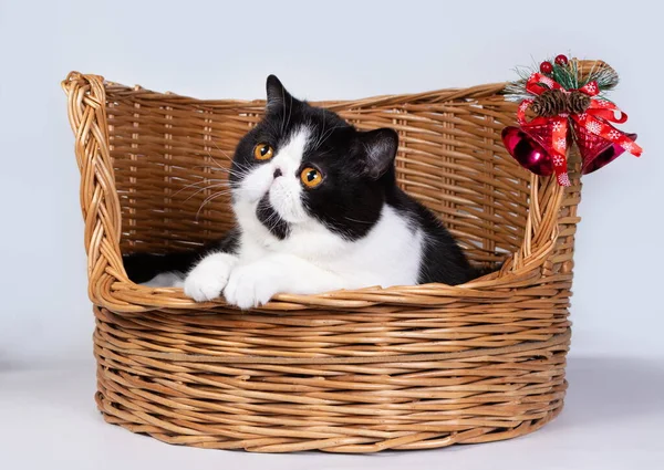Χαριτωμένο Εξωτικό Shorthair Γάτα Ένα Καλάθι Χριστουγεννιάτικα Στολίδια Έννοια Της — Φωτογραφία Αρχείου