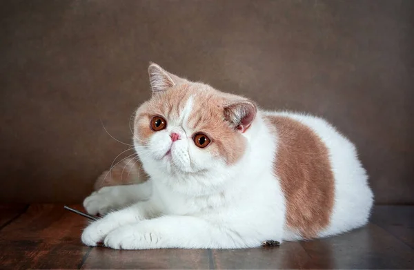 Μια Όμορφη Εξωτική Γάτα Shorthair Βρίσκεται Στο Καφέ Φόντο Του — Φωτογραφία Αρχείου