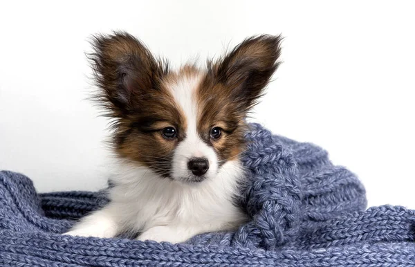 Imagen Lindo Cachorro Papillon Una Bufanda Punto Gris Sobre Fondo —  Fotos de Stock