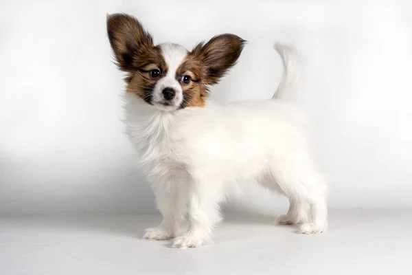 Papillon Valp Står Och Tittar Kameran Vit Bakgrund — Stockfoto