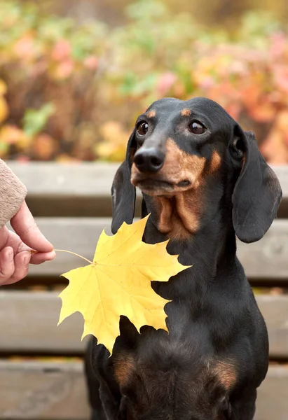 Human hands hold an autumn maple leaf near a Dachshund dog — Stock Photo, Image