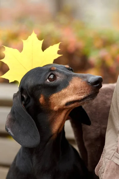 Human hands hold autumn maple leaves near the head of a Dachshund dog — Stock Photo, Image