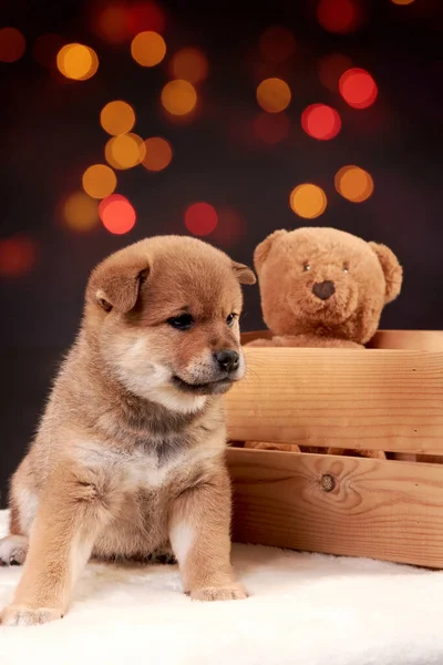 芝犬の赤い子犬がカラフルなボケの背景に木製の箱の横に座っています グリーティングカード — ストック写真