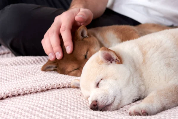 Tre Cuccioli Shiba Inu Dormono Tra Braccia Dei Loro Proprietari — Foto Stock