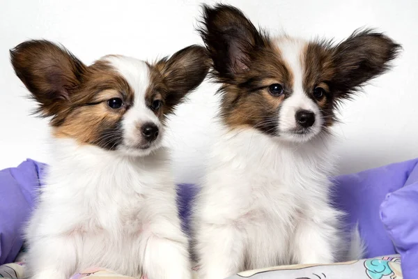 Dois Cachorros Papillon Bonitos Estão Sentados Travesseiro Animal Cama Roxa — Fotografia de Stock